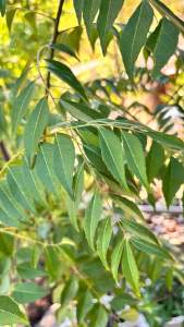 Fresh Curry Leaves 100grms Pack Sealed Leafy Vegetables