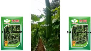 BENIH GAMBAS OYONG ANGGUN TAVI F1 CAP PANAH MERAH dan YOU SEED JELITA F1