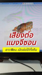 TJ Shop เสียงต่อแมงจีซอน แฟลชไดร์ฟ USB ความยาว 10 ชม. เปิดถึงเช้า เสียงแมงจีซอน เสียงดังฟังชัด เสียงดังฟังชัด100%
