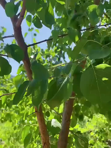 ลวดรัดต้นไม้ อเนกประสงค์ ลวดรัดกิ่งไม้ เนคไทน์ทำสวน ลวดมัดสายไฟหุ้มพลาสติก ยาว 20ม. 50ม.100ม