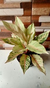 aglonema frozen daun 7+8+9+10++