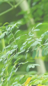 Moringa Capsules Primus Wellness 90s