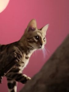 FurryTail 20ML*1 PET NFC Fresh Extracted Three Berry Liquid Original Milk Cat 尾巴生活 三莓原浆