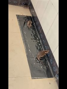 ถูก จากกรุงเทพ กาวหนู แผ่นกาวดักหนู ดำยาว กาวดักหนู แบบสำเร็จรูป เหนียวหนึบพิเศษ ติดทน ไม่ไหลเยิ้ม ปลอดสารพิษ ใช้งานง่าย เก็บได้นาน