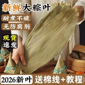 Large Fresh Wild Reed Leaves for Zongzi
