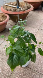 Cây Lan Hoàng Dương - Chậu treo - Hoa vàng rực rõ!