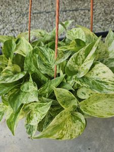 Money plant_Marble Queen- Epiprumnum