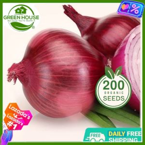 Green House® - Full Seasons Red Onion Seed (200 Seeds) for Planting Vegetable Plants F1 Hybrid Veggies Vegetables Plant