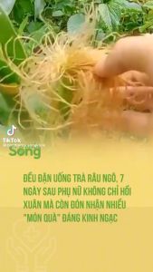 100g trà râu ngô