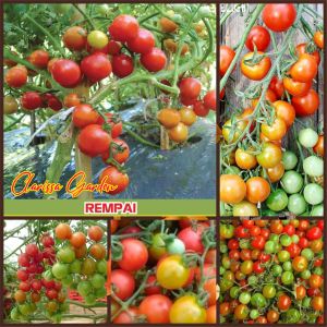 BIJI/BENIH TANAMAN TOMAT REMPAI | RAMPAI F1 (REPACK)