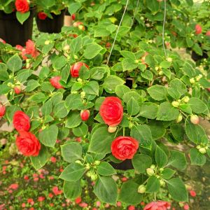 Tanaman Hias Gantung Impatiens Double Walleriana Tumpuk ( 1 pot isi 3 pohon )