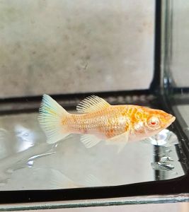 🔥พร้อมส่ง🐟อาหารปลาโปแลนด์ สูตรสำหรับปลาบอลลูน🥰