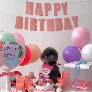 Pet Birthday Costumes With Hat Dog Girl Headwear And Bib Pink Outfit For Birthday Party Cat Birthday Clothing Supplies