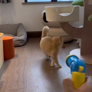 Cat Toy Ball and Launcher Set: A Fun & Safe Interactive Plaything for Indoor Cats