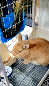 【PET PLAIN】1kg WheatGrassHay วีทกลาส หญ้าแมว ต้นข้าวสาลีอบลมร้อน หญ้ากระต่าย หนูแกสบี้ ชินชิลล่า