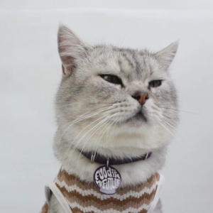 Kalung Kucing Custom Lonceng Lucu Terbaru Gratis Ongkir - Bukipet Lavapurr Neck Leashes