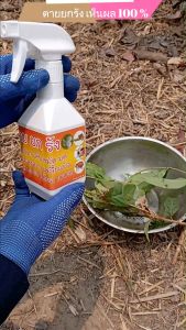 สเปรย์กำจัดปลวก คุณภาพสูง ใช้ป้องกันและกำจัดปลวก กำจัดเห็บหมัด  ปลวก มด หนอน แมลงสาบ เห็บหมัดหมา มดคันไฟ เพลี้ยไฟ ติดเชื้อตายยกรัง 🐜