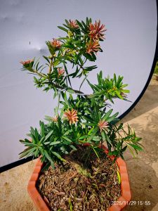 No.65Purple Podocarpus Bonsai Plant紫真趣罗汉松