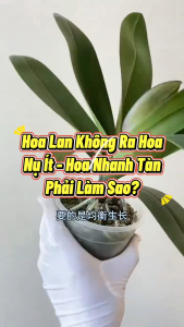 Dung Dịch Kích Nụ Hoa Lan - Ra Nhiều Nụ Ngăn Rụng Nụ Hoa Nở Đồng Loạt Dưỡng Hoa Lâu Tàn - Phân Bón Hoa Lan Chuyên Dụng 50ml