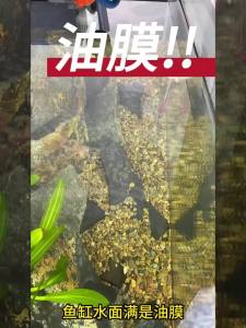 Aquarium Surface Oil Skimmer Filter Mini Mute Auto Oil Film Processor Remove Tool for Fish Tank Water Filtration