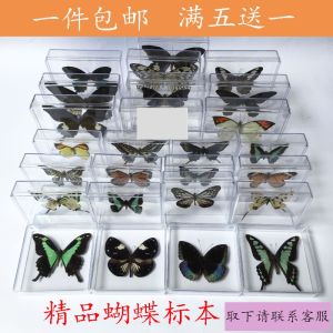 Authentic Butterfly Specimen Insect Decoration DIY Creation Student Birthday Gift Photography Prop Transparent Boxed Ornament