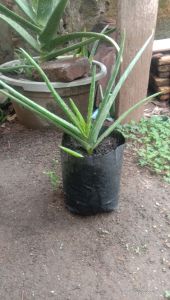 SW Bibit lidah buaya siap tanam sudah ber akar