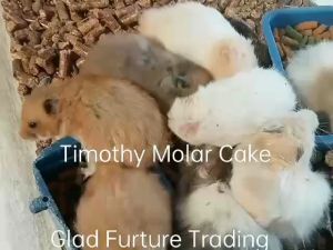 Molar Cake for small animals Timothy/ Alfalfa/ Rye/ Fruits 13 gram Sugar Free dental chew dental health supplemnts treats rabbit guinea pig hamster hedgehog sugar glider makanan ringgan untuk haiwan kecil arnab arkus hamster landak Snack