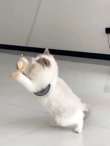 Cat Toy Wood Teaser Interactive Wood Funny Stick Pet Toy Cat Toy Training Teaser With Bell