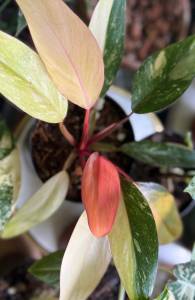 Philodendron Orange Princessด่างโทนลายชมพูมิ้นต์หลากสีไม้เนื้อเยื่อคัดลายด่างชุด1ต้น