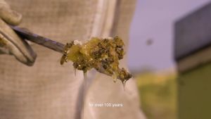 Egmont UMF 10+ Manuka Honey 500g/1kg (HALAL)