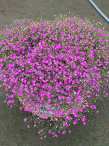 Pink Full Sky Star Simple Planting Beautiful Balcony Small Yard Empty Flower Pot Easy to Grow Lovely Pink Flower Seeds