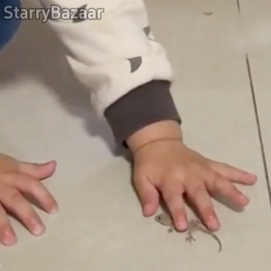 【15 Years without lizards】100% killing Eliminate gecko nest in 1 second lizard killer bait is used to lure and kill lizards Geckos & Lizards killer leaves them dry and odorless racun cicak paling kuat ubat cicak killer gecko killer cockroaches 壁虎药