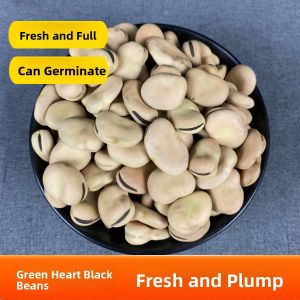 Farmhouse Large Grains of Dry Broad Beans 3 Pounds New Stock from Yunnan Delicious Nutritious Whole Food Grain Legumes