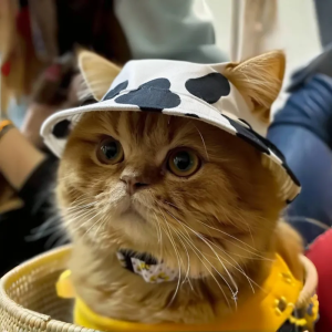 Cat Hat Puppy Bucket Hat Sun Protection Sun Hat Summer German Cat Exposed Ears Pet Dog Cow Small Hat