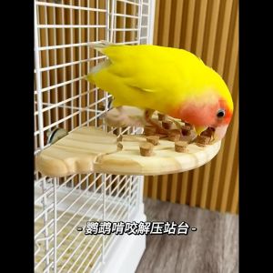 🇸🇬 Parrot Toy: Cork Stopper Platform for Teeth Grinding and Educational Play