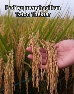 BIBIT PADI HMS 700 KEMASAN 5 KG GABAH BERKUALITAS SUPER UNGGUL HASIL MELIMPAH