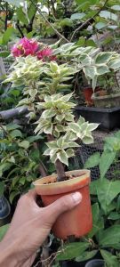 bugenvil sgp farigata