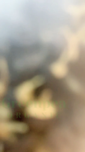 Greenpea Black Goji Beery เก๋ากี้ดำ อบแห้ง 2 ขนาด โกจิเบอร์รี่ดํา ชงเครื่องดื่ม ใส่ถุงซิป ใช้ง่าย กรีนพี