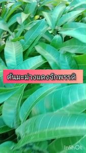 ต้นมะม่วงแดงจักรพรรดิ์ ขนาด 65 - 100 ซม. สีเหลืองเข้ม ไม่มีเสี้ยน รสชาติหวานหอม ผลดิบหรือห่ามจะหวานมันปนเปรี้ยวนิดๆ