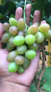 Bibit Anggur Import Taldun Super Grafting