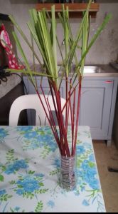 CITRONELLA Plant (25stalks)