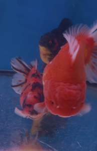 CHINA ORANDA GOLDFISH 19/20cm JUMBO SIZE 888 per fish + shipping 50