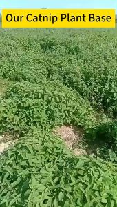 PET DIARY Cat Mint Catnip Powder 100% Catmint Alami Catnip Untuk Kucing