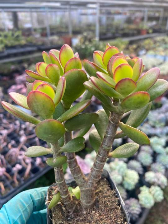 Cây sen đá thạch bích lá đỏ gốc thụ