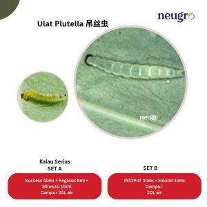 Corteva Success 25SC (1L) Racun Ulat Plutella Kutu Trip Cili Sawi Terung Spinosad 2.5% Insecticide Control Plutella Thrips Chilli Eggplant 小菜蛾 蓟马杀虫剂