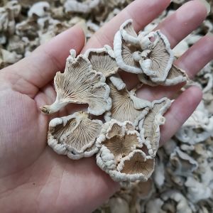 Yunnan Dehong White Ginseng Dry Goods Farm Self-Drying Specialty 50G White Flower White Ginseng Adenophora Root Tree Flower