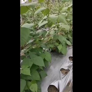Garden Plant Climbing Net Nylon Cucumber Vegetables Trellis Net 2m*100m