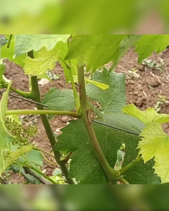 50 Pcs Grape Vine Trellis Wire Tying Clip Round Head | Klip Pengikat Tanaman Anggur ke Kawat Tali Penyangga