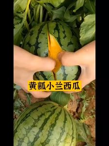 25seed/pack -Super Sweet Yellow Watermelon Seeds for Planting - High Yield Water Melon Seeds -A678