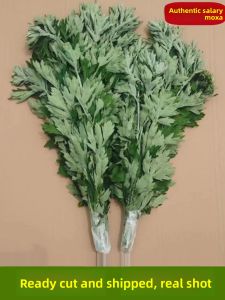 MONLEYTA | Fresh Wild Mugwort Leaf Whole Plant Bathing Herb With Stem For Door Hanging And Bathing Purpose Traditional Herbal remedy